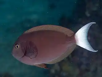 Acanthurus thompsoni