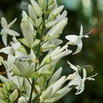 Description de l'image Whitfieldia elongata-IMG 9423.jpg.