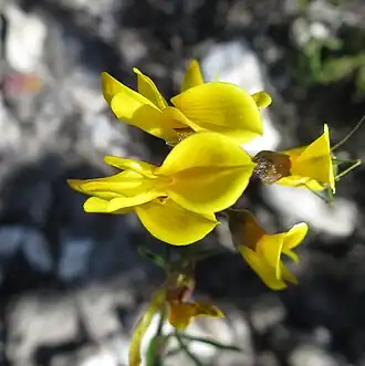 Description de l'image Wiborgiella mucronata 15979897.jpg.