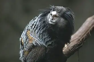 Description de l'image Wied's Marmoset at Blank Park Zoo.gk.jpg.