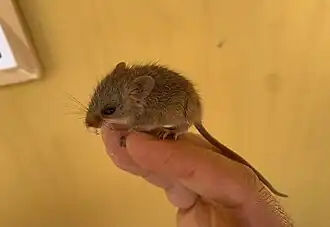 Description de l'image Wiedomys cerradensis 413232132.jpg.