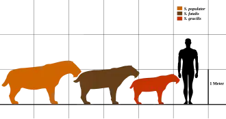 Schéma montrant les différentes tailles des diverses espèces de Smilodon (montré en orange, en marron et en rouge) à celui d'un homme (montré en noir).