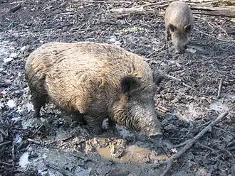 Description de cette image, également commentée ci-après