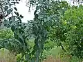 Appareil végétatif