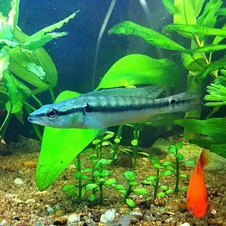 Description de l'image Wild caught crenicichla albopunctata. (8333274292).jpg.