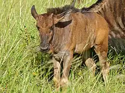 Jeune gnou (parc national Kruger, Afrique du Sud).