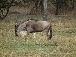 Gnou à barbe blanche en Tanzanie