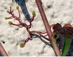 Vrille avec pelotes adhésives