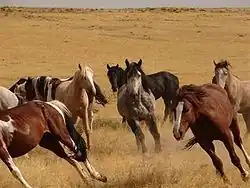 Dans de hautes herbes brulées par le soleil, un groupe de chevaux semble débuter un mouvement de fuite au galop.