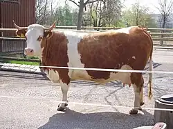 Photo couleur d'une vache pie rouge à longues cornes. Le rouge de la robe est marqué de zones plus claires en polygone. Les pattes sont courtes.