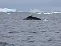 Baleine s'apprêtant à sonder dans la baie de Wilhelmine