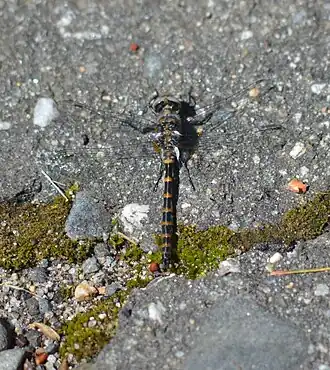 Description de cette image, également commentée ci-après