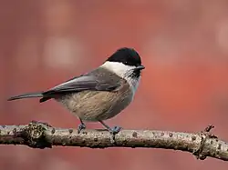 Petit oiseau rondouillard perché sur une branche, ressemblant énormément à la Mésange nonnette