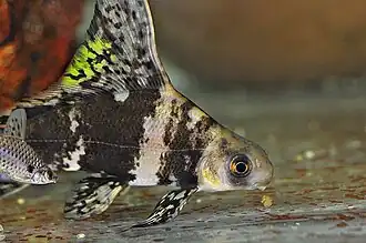 Spécimen en aquarium