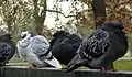 Les pigeons des villes présentent souvent une grande variations de plumage.