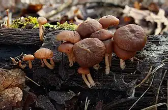 Tubaria furfuracea (Inocybaceae)