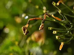 Inflorescence après floraison