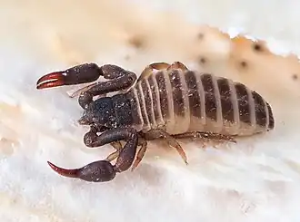 Description de l'image Withius piger (51707464178).jpg.