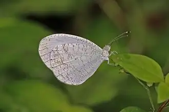 Leptosia alcesta