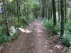 Chemin forestier en direction de Mongarigou en venant de Ty Nadan.
