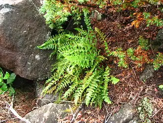 Description de cette image, également commentée ci-après