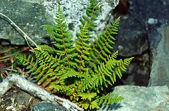 Description de cette image, également commentée ci-après