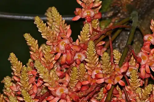 Whitfordiodendron nieuwenhuisii.