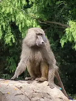 Papio cynocephalus