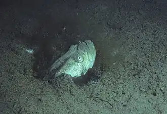 Cryptacanthodes maculatus (Cryptacanthodidae).