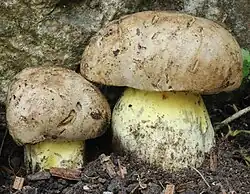 Le Bolet radicant (Caloboletus radicans)