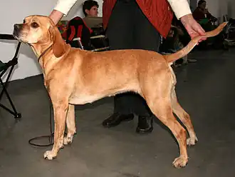 Chien d'arrêt portugais.