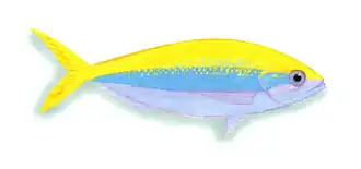 Description de l'image XRF-Caesio xanthonota.png.