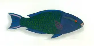 Description de l'image XRF-Scarus niger.png.