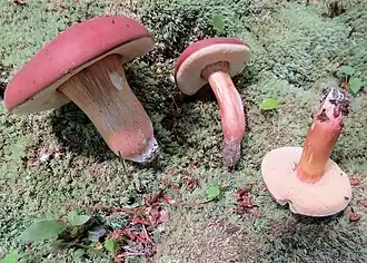 Xanthoconium purpureum