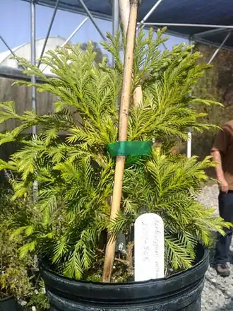 Description de cette image, également commentée ci-après