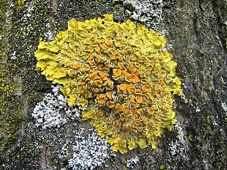 Description de l'image Xanthoria parietina (06 03 31).jpg.