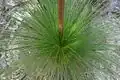 Sommet d'un Xanthorrhoea