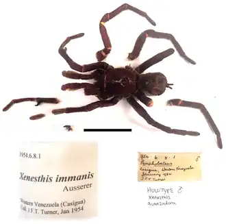 Description de l'image Xenesthis avanzadora (10.3390-taxonomy3040029) Figure 3.png.