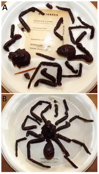 Description de l'image Xenesthis colombiana (10.3390-taxonomy3040029) Figure 4.png.