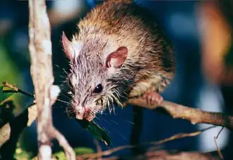 Description de l'image Xenomys nelsoni 297049.jpg.