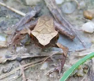Description de l'image Xenophrys minor, Serzhong, Mongar, Bhutan.jpg.