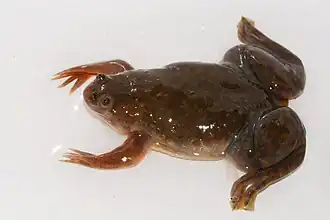 Description de l'image Xenopus borealis.jpg.