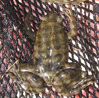 Description de l'image Xenopus petersii 19966135.jpg.