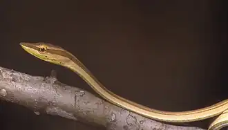 Description de l'image Xenoxybelis argenteus.jpg.