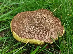 Chapeau brunâtre, souvent vite finement craquelé.