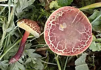 Description de cette image, également commentée ci-après