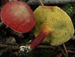 Pores amples étirés de X. fennicus.