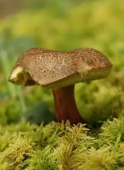 Silhouette xérocomoïde grêle.