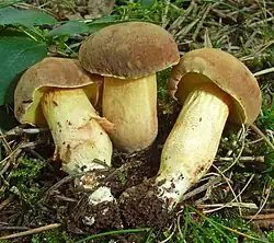 Le Bolet subtomenteux (Xerocomus subtomentosus)