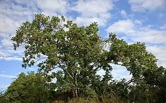 Description de cette image, également commentée ci-après